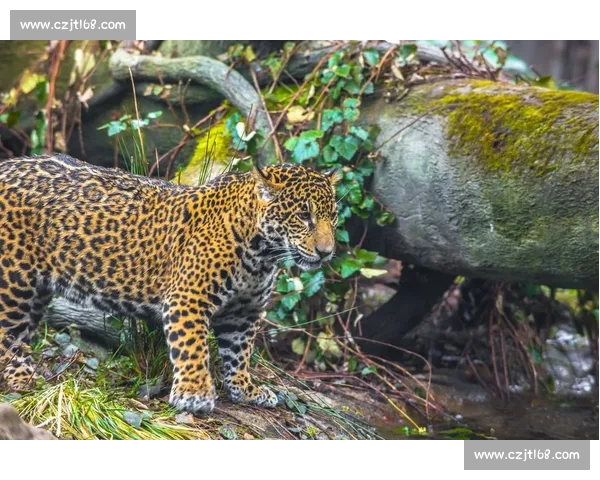 美洲豹对决老虎谁才是丛林顶级掠食者力量与策略全解析实战对比